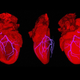 Illustration for article titled Breakthrough: Scientists build a beating mouse heart with human tissue